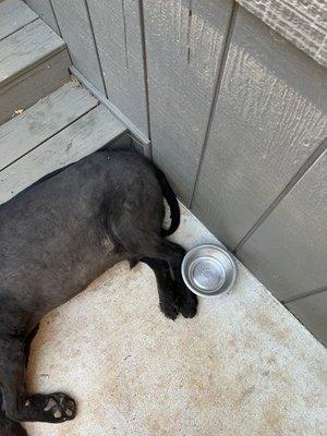 Retriever mix shaved recklessly to skin. Tail too by Darrah