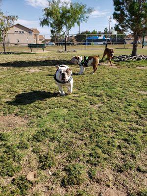 Pebble Hills Dog Park