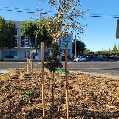 Drip irrigation, planting, & mulch installation
August 2022