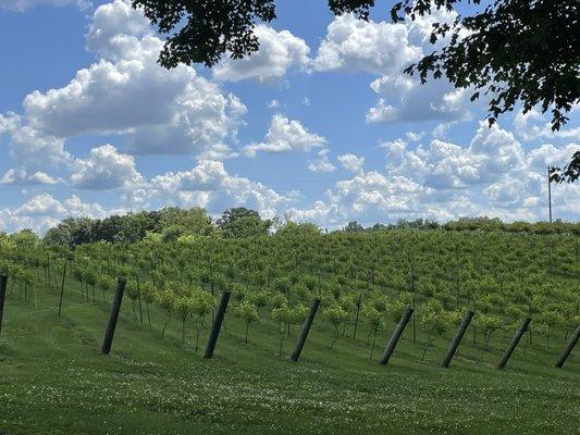 Vineyard out front.