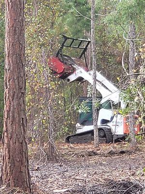 Forestry clearing