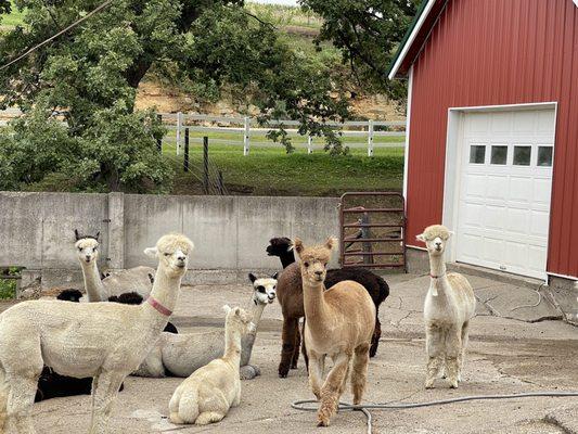 Irish Meadows Alpaca Farm