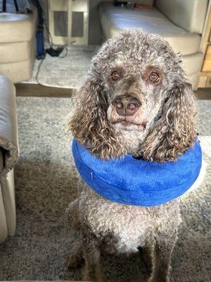 Finnegan with his new pillow necklace, Lol, so he doesn't scratch his wound!! He's a sweet boy & feeling better now. Thanks Midtown staff