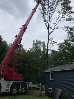 Tree service