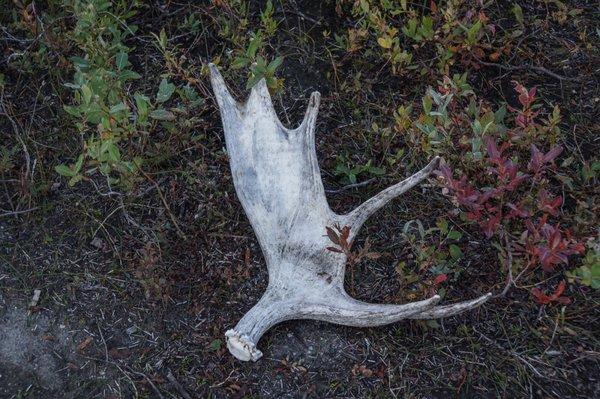 I was thrilled to see, touch, and hold this moose antler--like touching wildness itself!