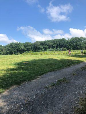 View over the blueberry fields