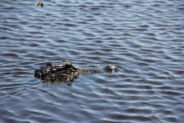 Osceola Airboat Rides