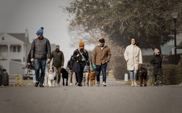 Group Classes Dog Training