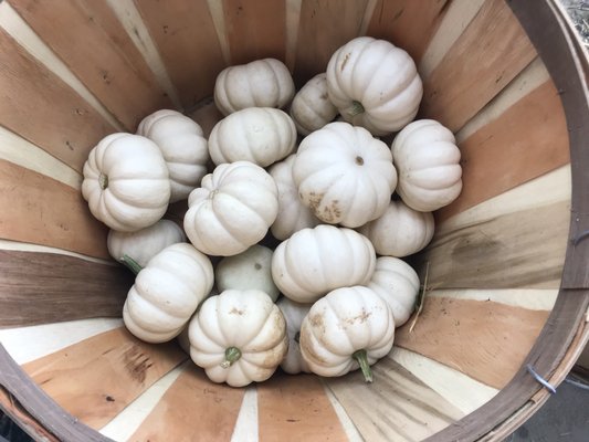 White pumpkin