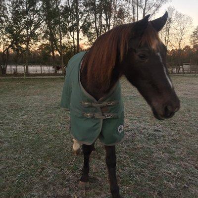 Cash says it's going to be a chilly morning but perfect for that afternoon trail ride!