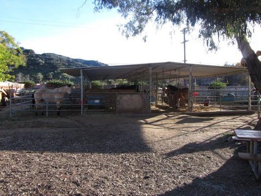 Covered, outdoor pipe stalls