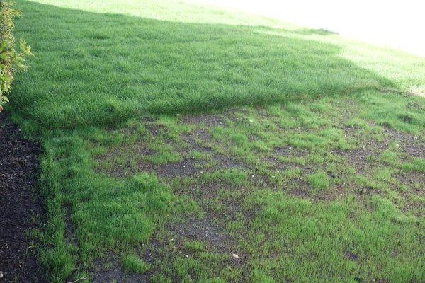 Sod missing for repair of lawn