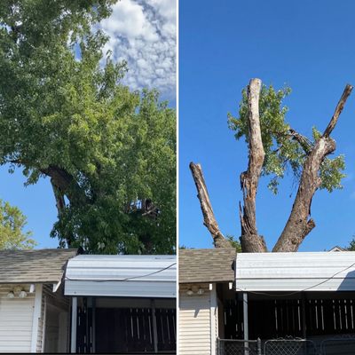 Very big tree limb that was over our garage from a neighbors yard. before on left after on right