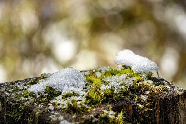 The Hoh Rainforest