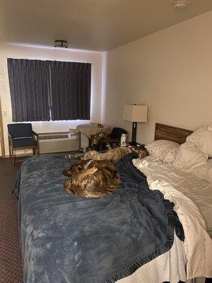 our sleepy "kids" loved the bed, and there was room for us too!