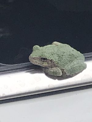 Pretty toad