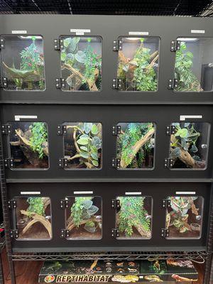 Arboreal Reptiles and Amphibians