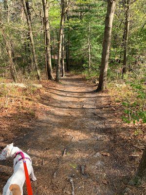 Charles P Toner Park Dog Run