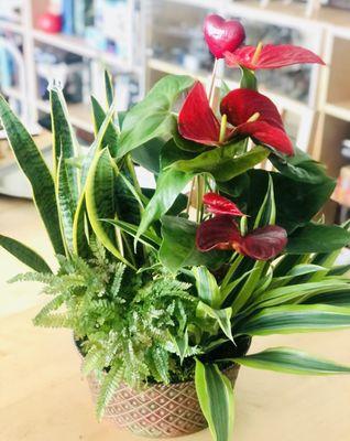 Valentines plant arrangement - lasts longer!