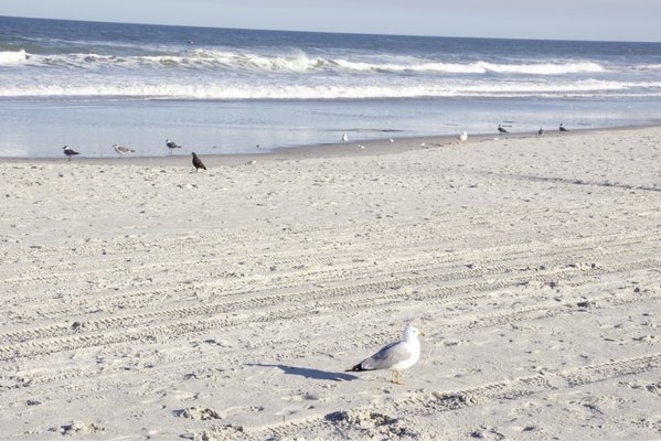 My camera honed in on this gull very well! Just as the Canon R10 should do!