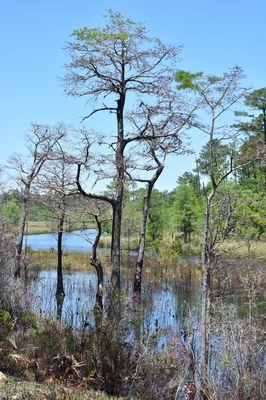 Bayou Castile