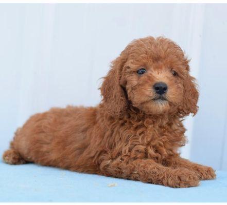 Cavapoo