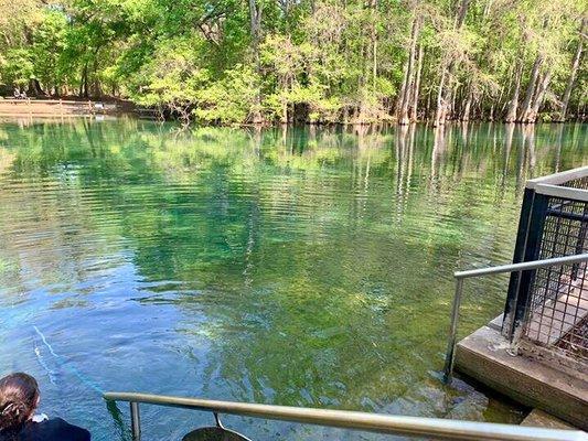 Nearby Manatee Springs