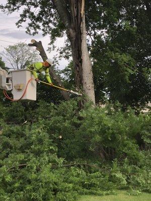 Tree removal