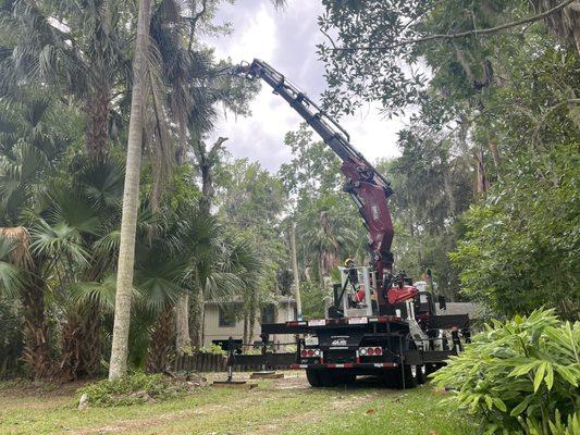 Crane Tree Removal