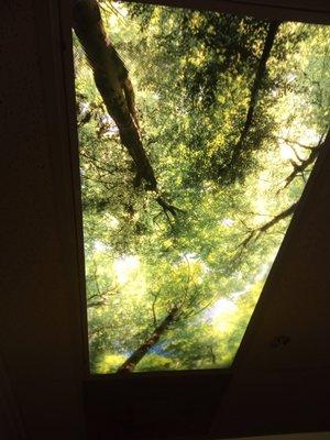 Relax under a tree canopy