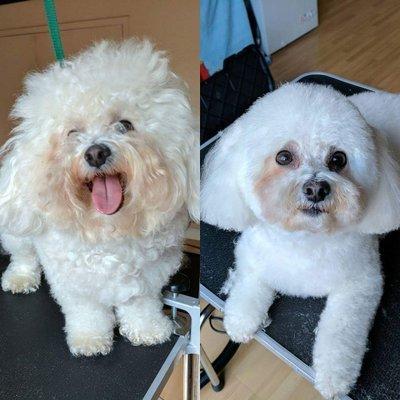 Bear before and after grooming.