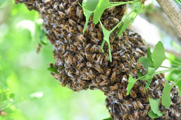 Riverview Road Apiary