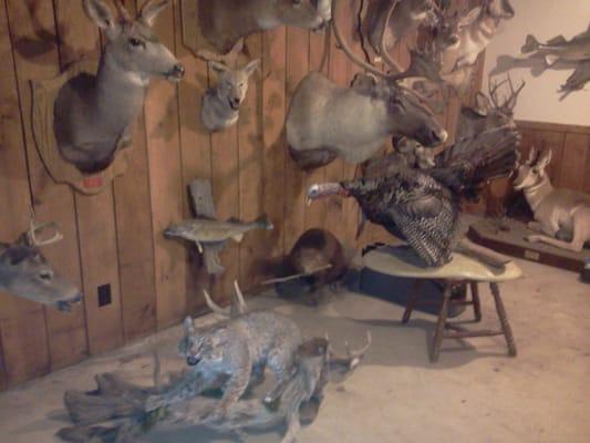 Dew River Taxidermy