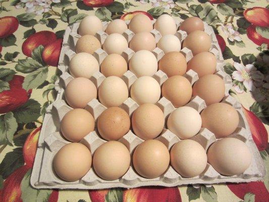 Hoover Ranch Pallet of 30 Eggs