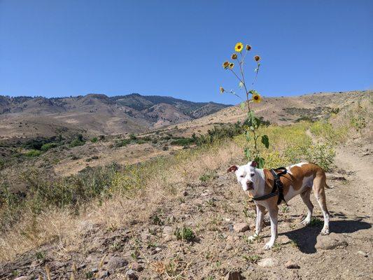 Just a pit and his sunflower