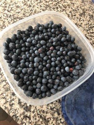 Blueberries, blueberry picking