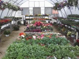 Large selection of annual & perennial flowers.