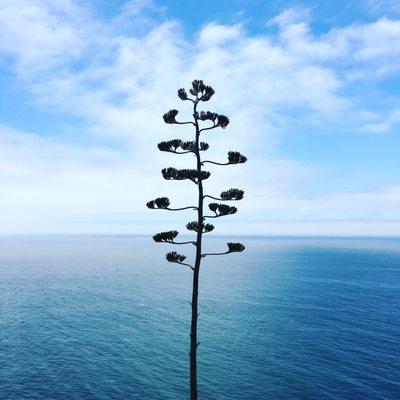 Agave Americana in Laguna Beach