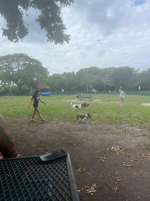 Dog park