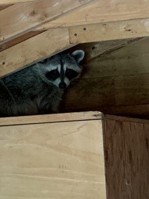 Raccoon in backyard shed to get out of cold