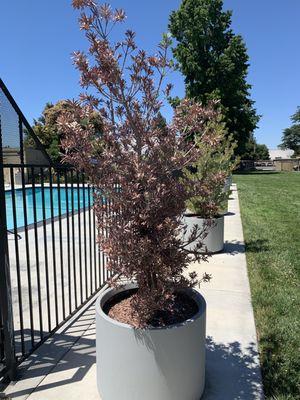 Planters not watered turned from green to brown