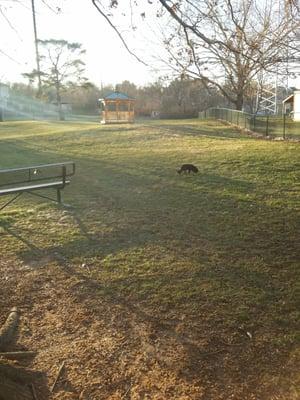 Elizabeth Cleland Cauley Dog Park