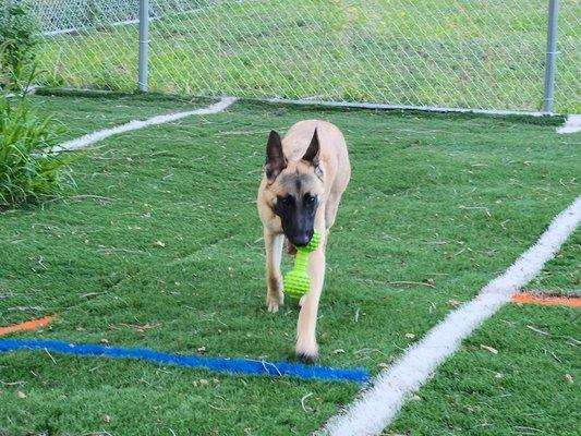 One of our borders is playing in the turf play yard!