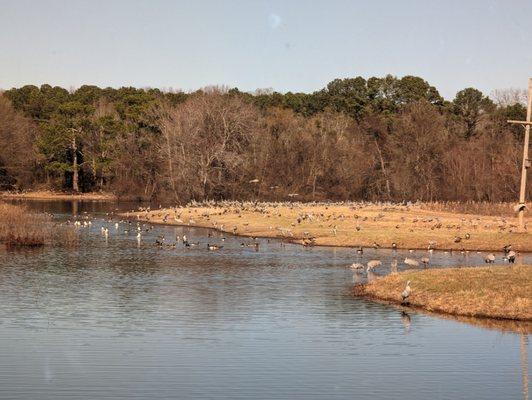 Cranes and waterfowl