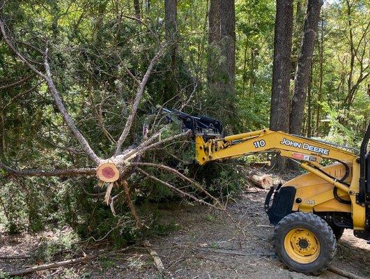 Tree removal in action