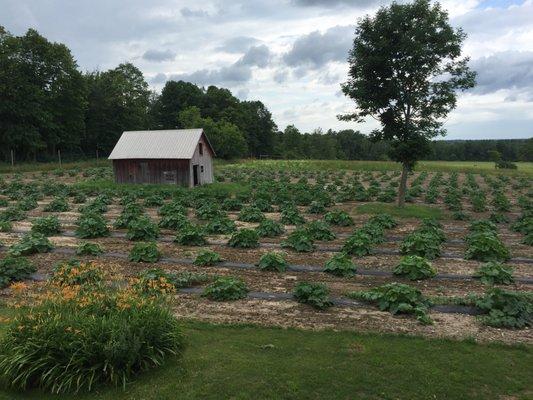 Pumpkin Patch in the Spring