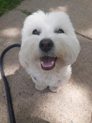 Yogi enjoying a walk on a warm summer day