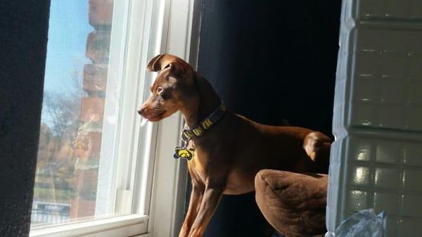 Coco practicing her "bird watching" after hanging out with all of the other hunting dogs at the kennel this weekend.