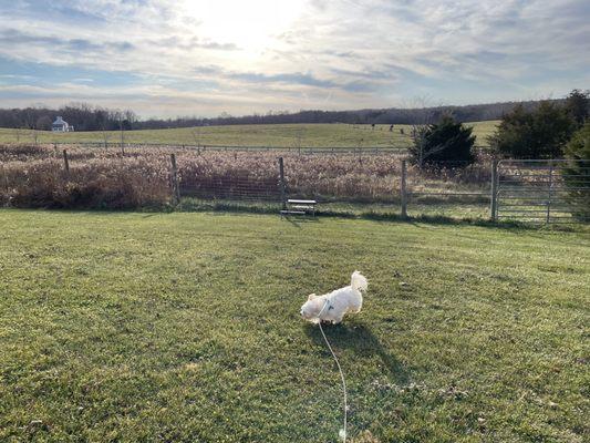 Chestnut Oak Vineyard