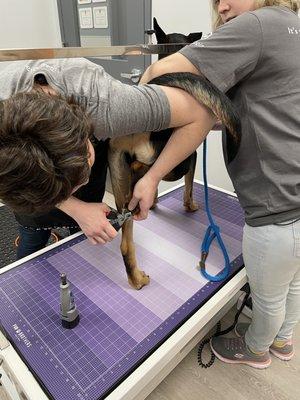 Nail trim services at Towson